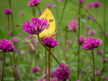 Close-up of butterfly pollinating on pink flower