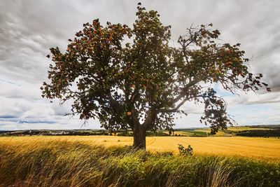 Tree on field against sky