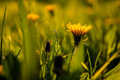 Close-up of yellow flowering plant on field