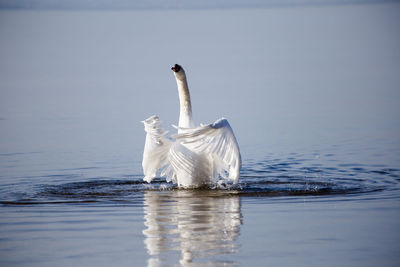 View of swan swimming in lake