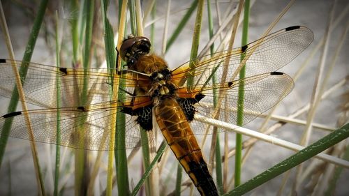 Close-up of dragonfly on plant