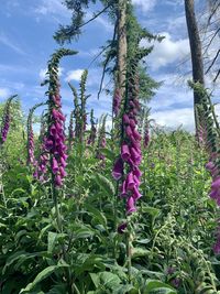 Purple flowering plants on field against sky