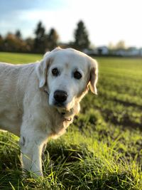 Close-up portrait of dog on field