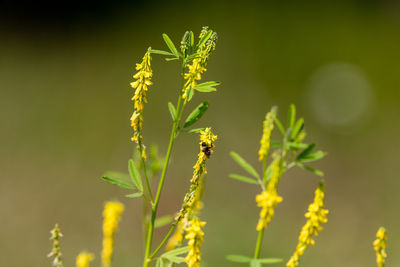 Close-up of yellow flower