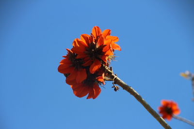Close-up of orange flowering plant against clear blue sky