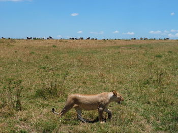 Horses grazing on grassy field