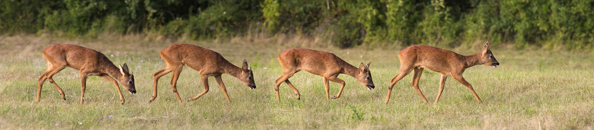 Deer in a field