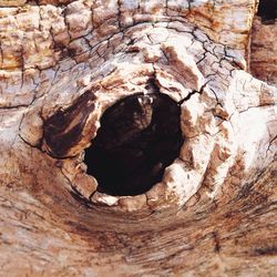 Close-up of tree trunk