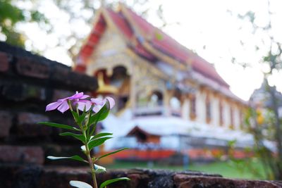 Close-up of purple flowering plant against building