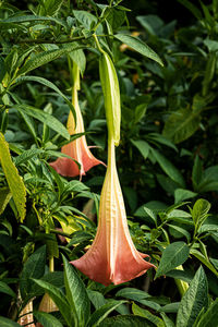 Close-up of pumpkin on plant