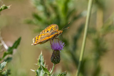 Close-up of butterfly pollinating on flower