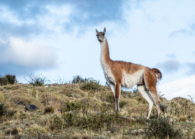 Side view of giraffe on field against sky