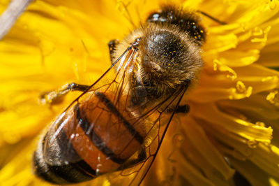 Close-up of bee pollinating on flower