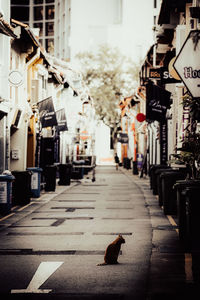 Cat on street amidst buildings in city