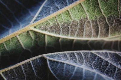 Close-up of leaf