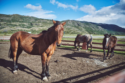 Horses standing in ranch against sky in patagonia