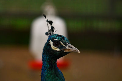 Close-up of a bird looking away