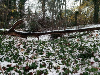 Close-up of trees in forest during winter