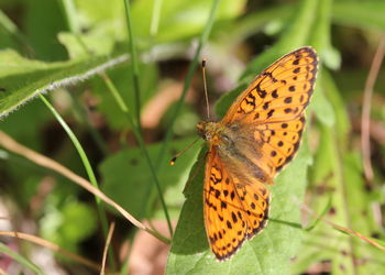 Close-up of butterfly on leaf