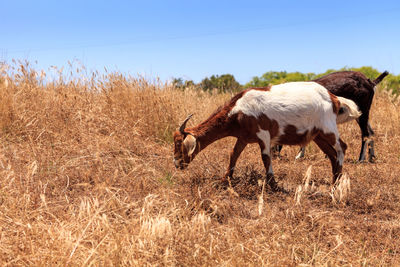 Goats cluster along a hillside with saddleback mountains in aliso and wood canyons wilderness park.