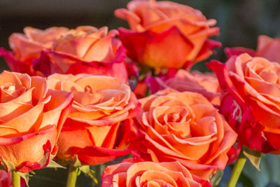 Close-up of roses