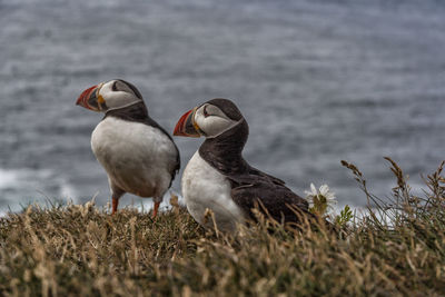 Puffins perching on field against sea