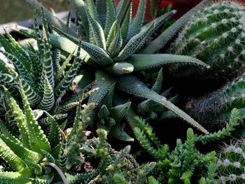 Close-up of succulent plant