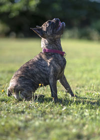 Dog looking away on field