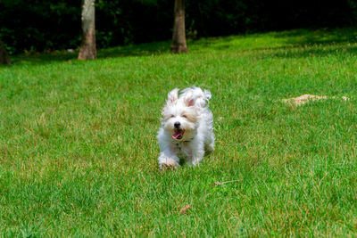 Dog running on grass