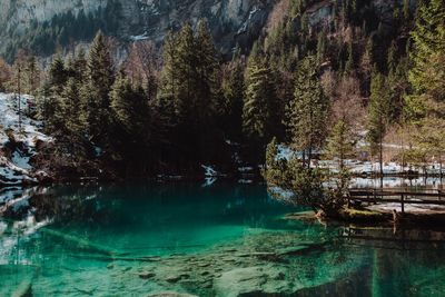 Scenic view of lake in forest