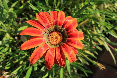 Close-up of red orange flower