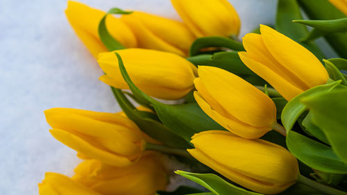 Close-up of yellow flowering plant