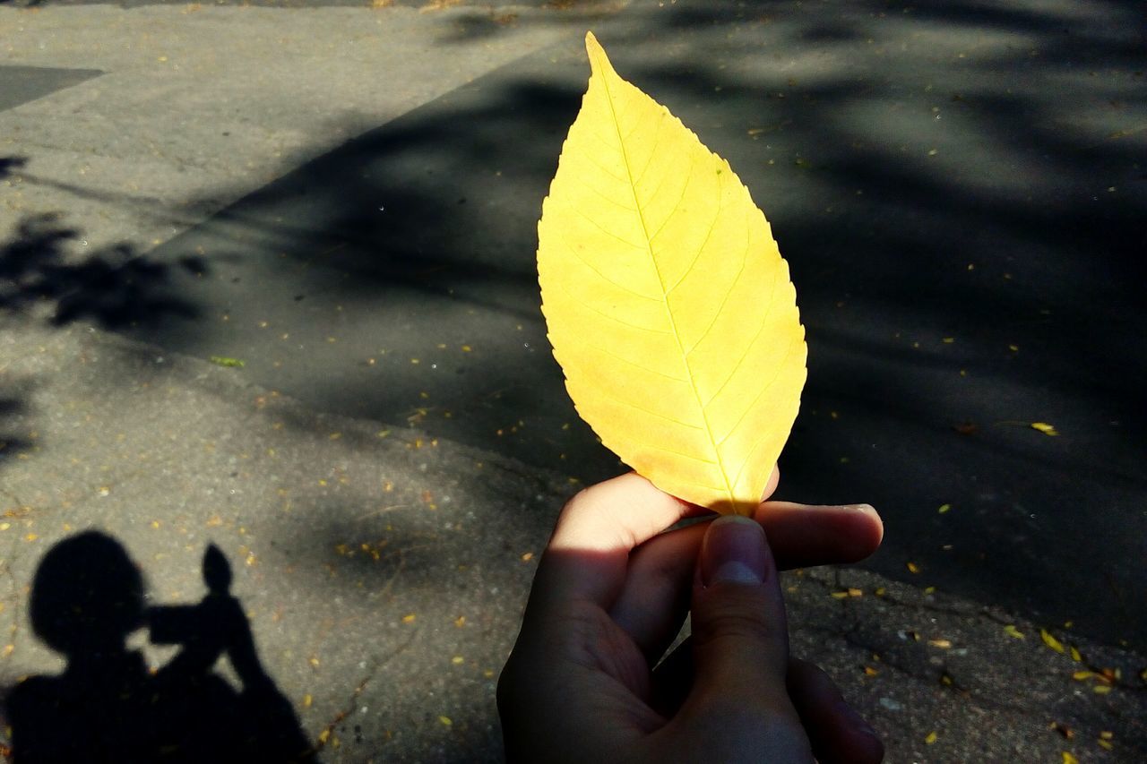 yellow, street, shadow, close-up, holding, season, person, day, outdoors, limb, natural condition, tranquility