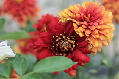 Close-up of red flowering plant