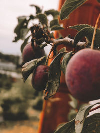 Close-up of fruit growing on tree