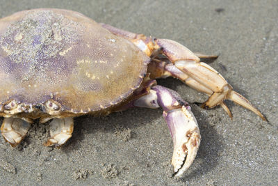 Close-up of crab on sand