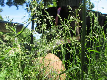 Close-up of grass on field