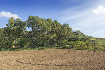 Trees on landscape against sky