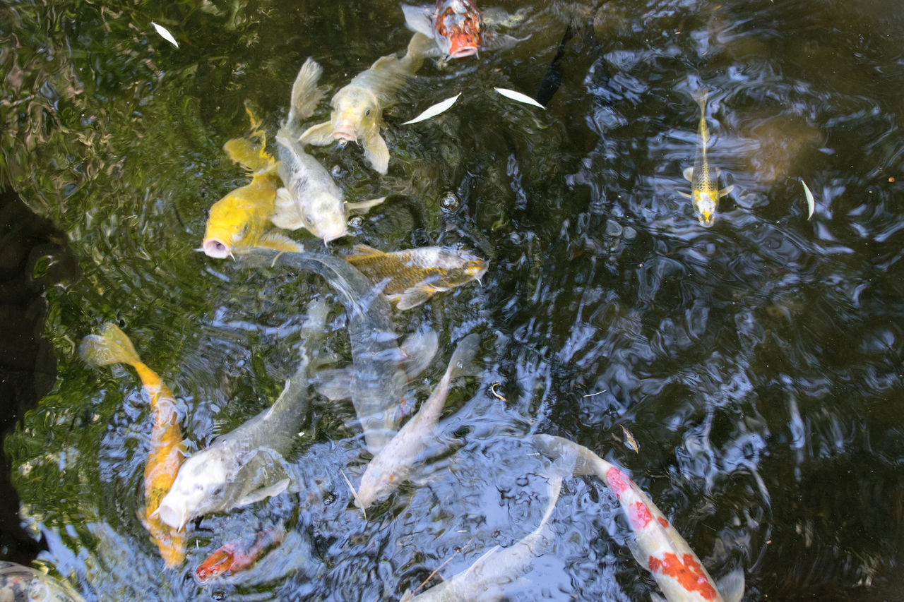 HIGH ANGLE VIEW OF FISH IN LAKE