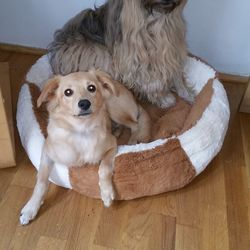 Close-up portrait of dog at home