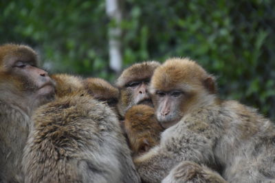 View of monkeys