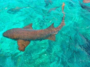 High angle view of fish swimming in sea