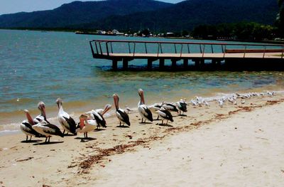 Birds perching on shore against sky