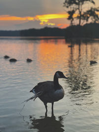 Birds in lake