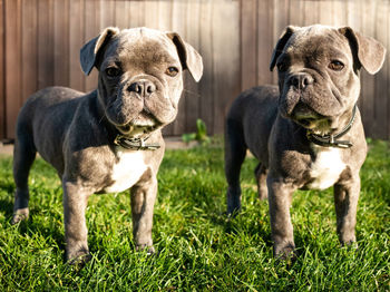 Portrait of dogs