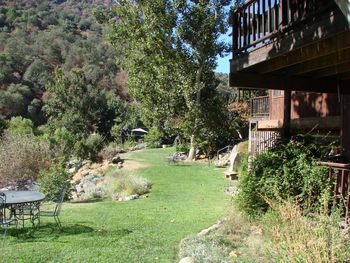 Trees and grass against sky