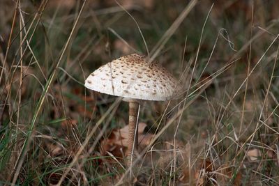 Close-up of mushroom on field