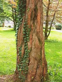 Close-up of tree trunk