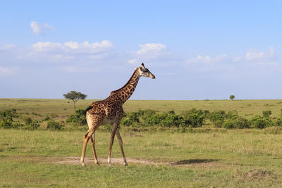 Beautiful giraffe in the wild nature of africa