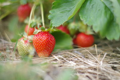 Close-up of strawberry growing on plant